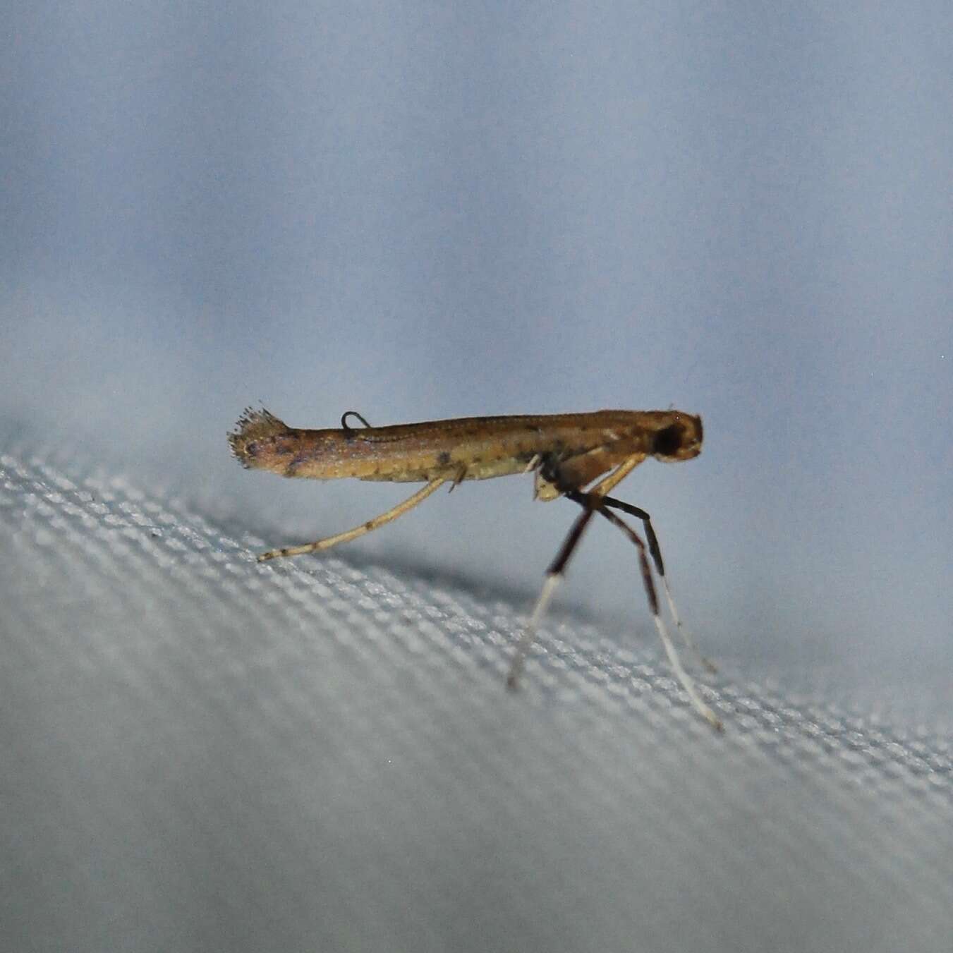 Image of Caloptilia sassafrasella (Chambers 1876)