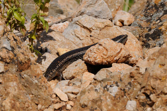 Image of Chalcides ocellatus tiligugu (Gmelin 1789)