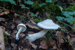 Clitocybe truncicola (Peck) Sacc. 1887 resmi