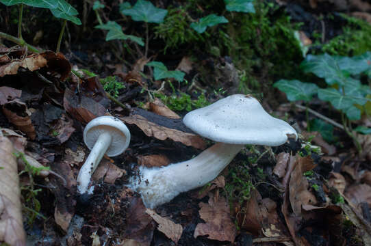 Image of Clitocybe truncicola (Peck) Sacc. 1887