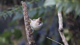 Plancia ëd Yuhina flavicollis Hodgson 1836