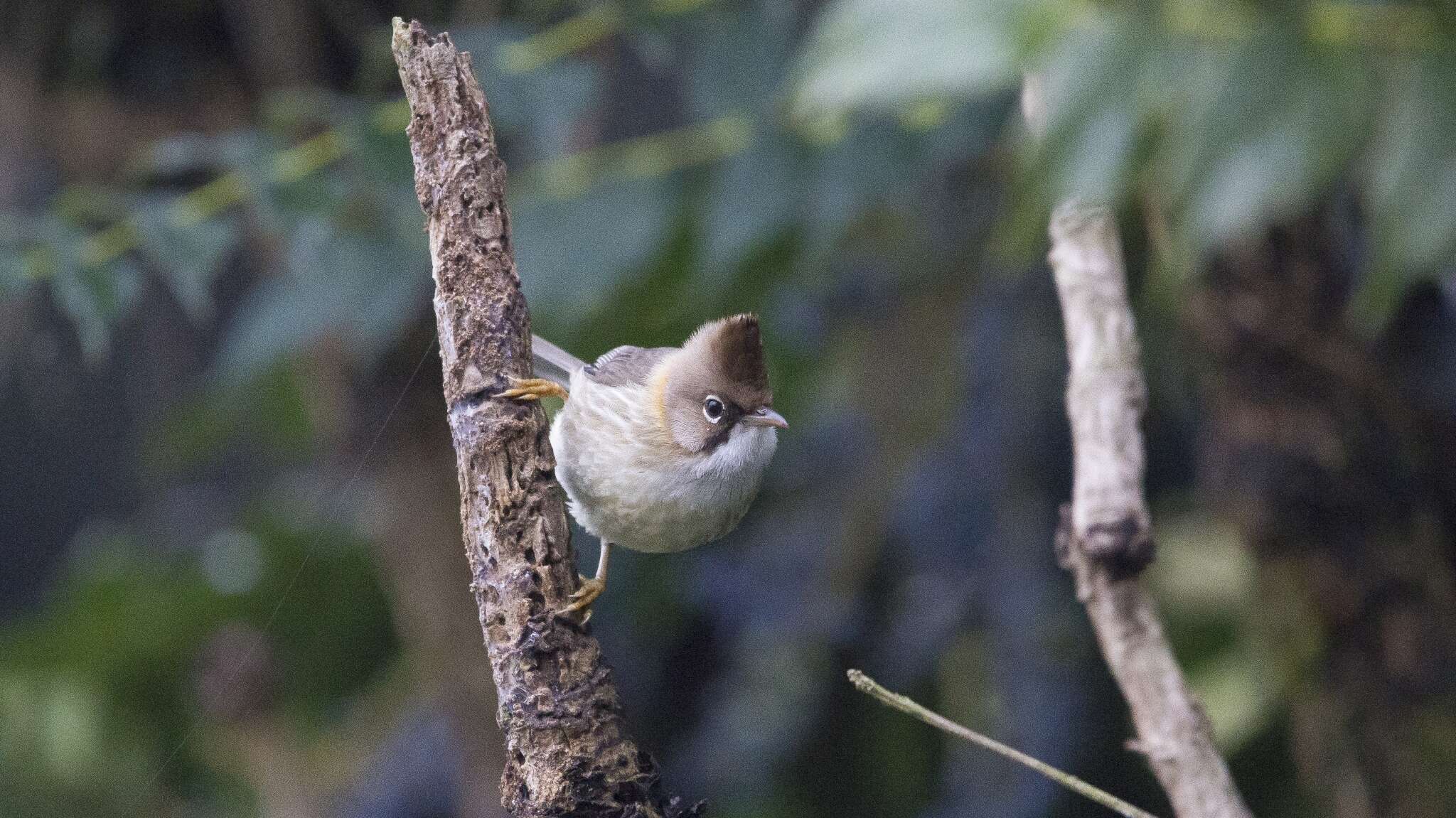 Image of Whiskered Yuhina