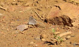 Image of <i>Celastrina humulus</i>