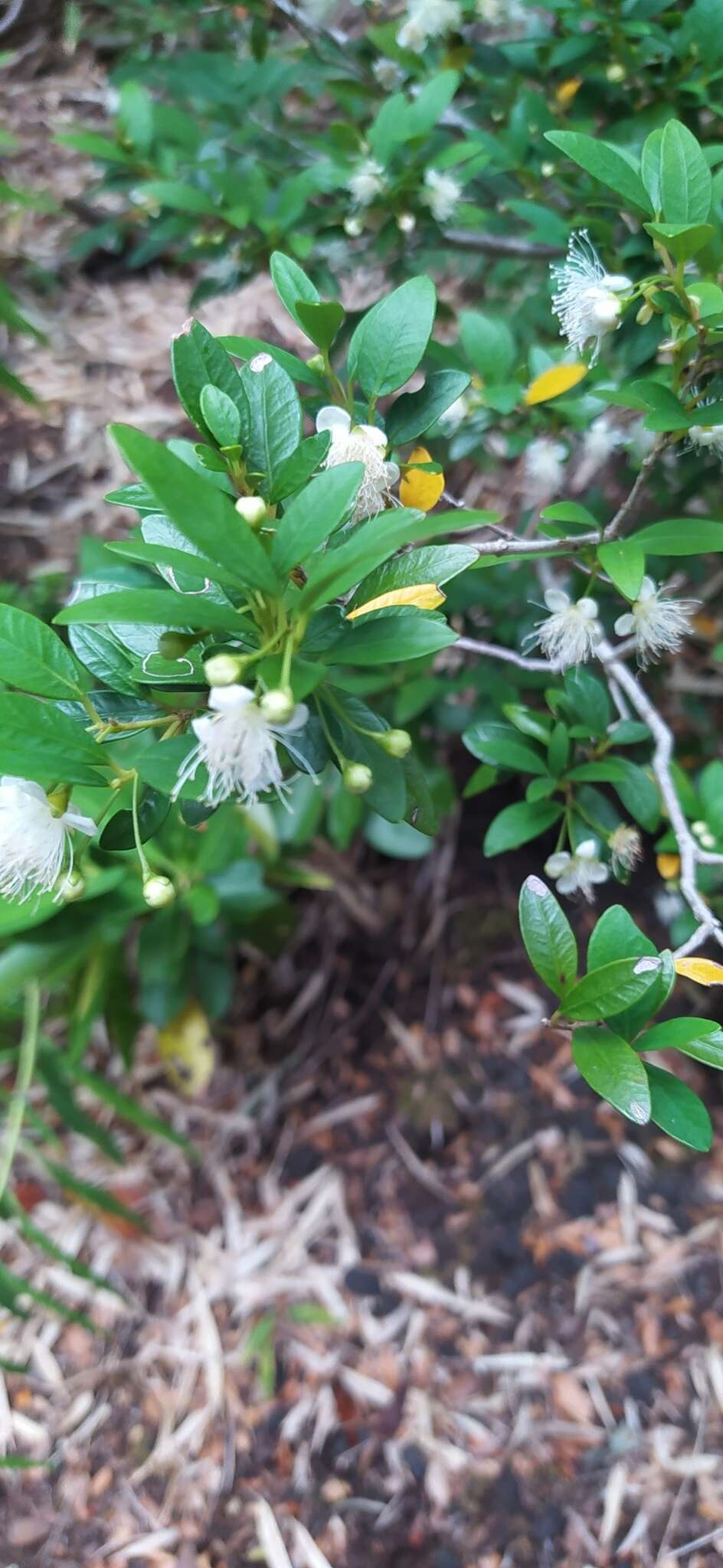 Imagem de Myrceugenia chrysocarpa (Berg) Kausel