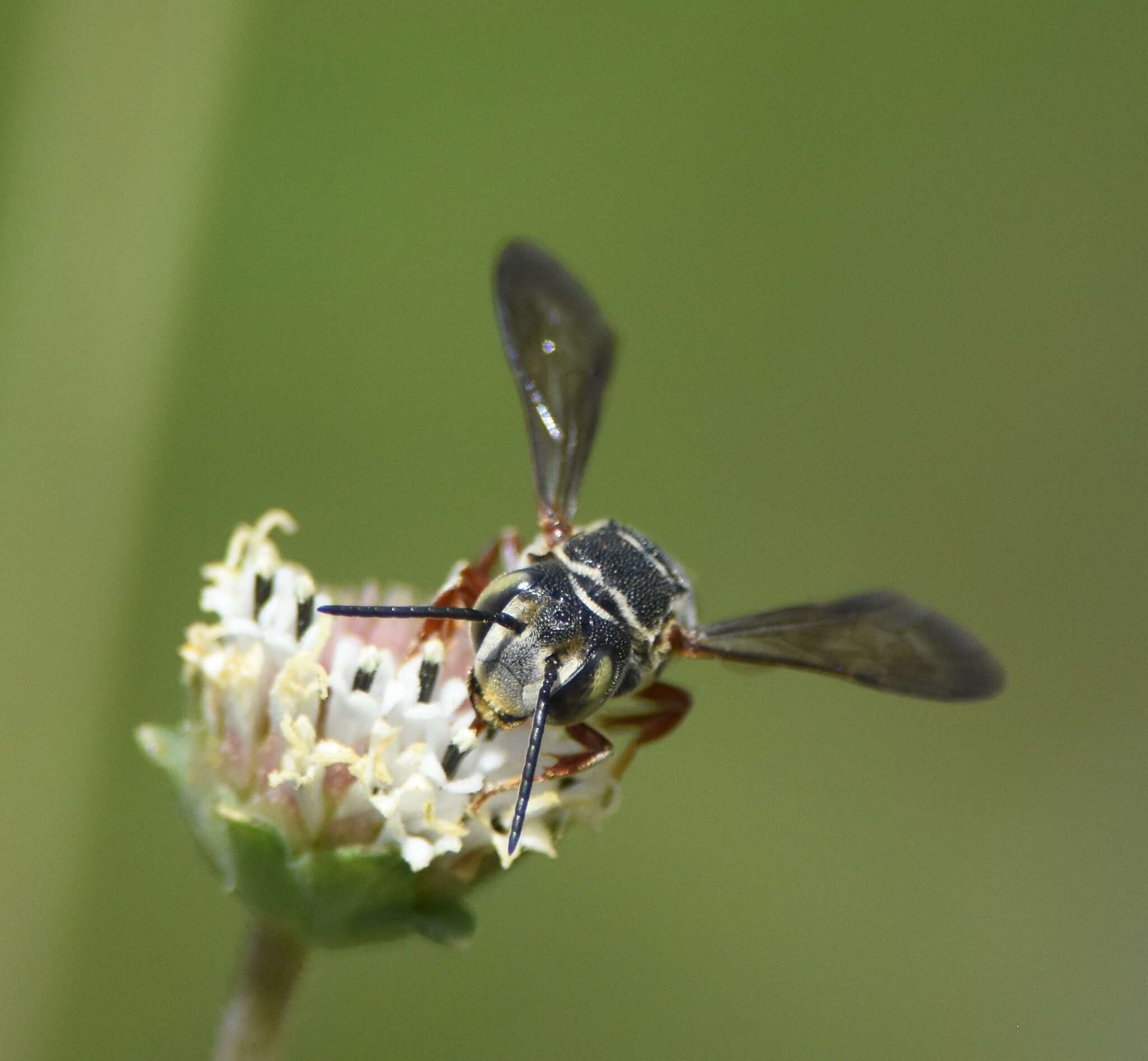 Image of Coelioxys mexicanus Cresson 1878