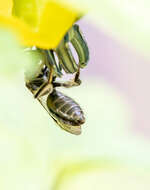 Plancia ëd Lasioglossum pectinatum (Robertson 1890)