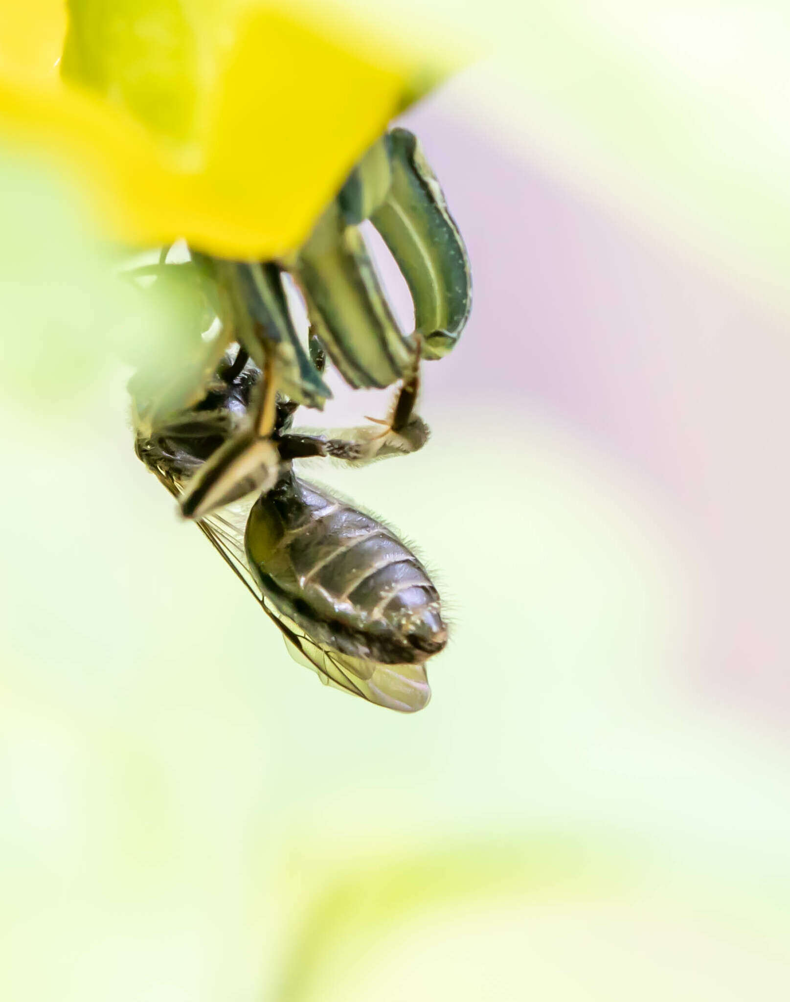 Imagem de Lasioglossum pectinatum (Robertson 1890)