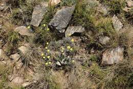 Image of Helichrysum subfalcatum Hilliard