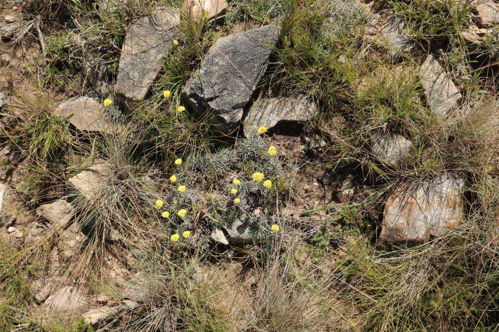 Image de Helichrysum subfalcatum Hilliard