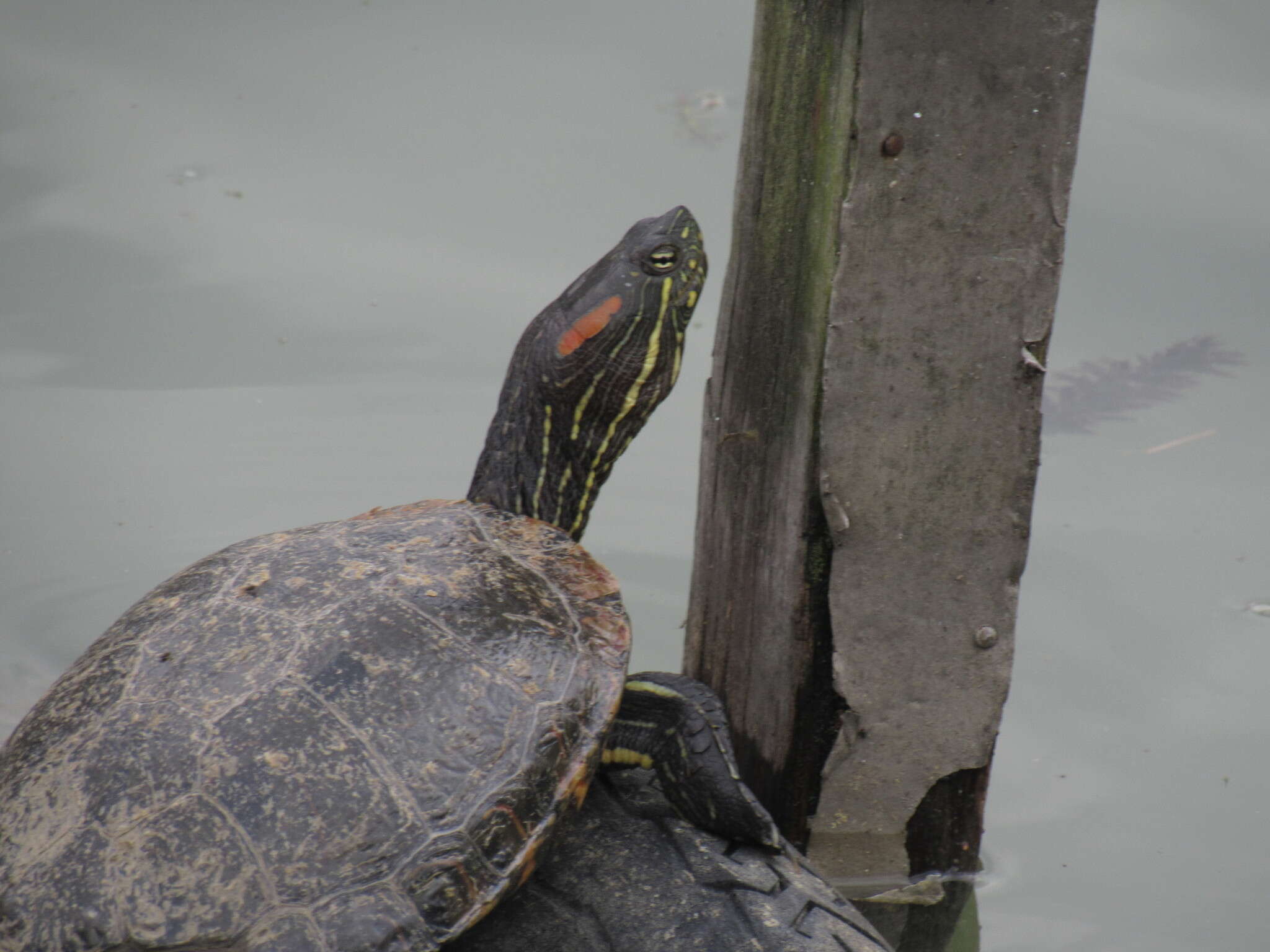 Image of Trachemys callirostris callirostris (Gray 1855)