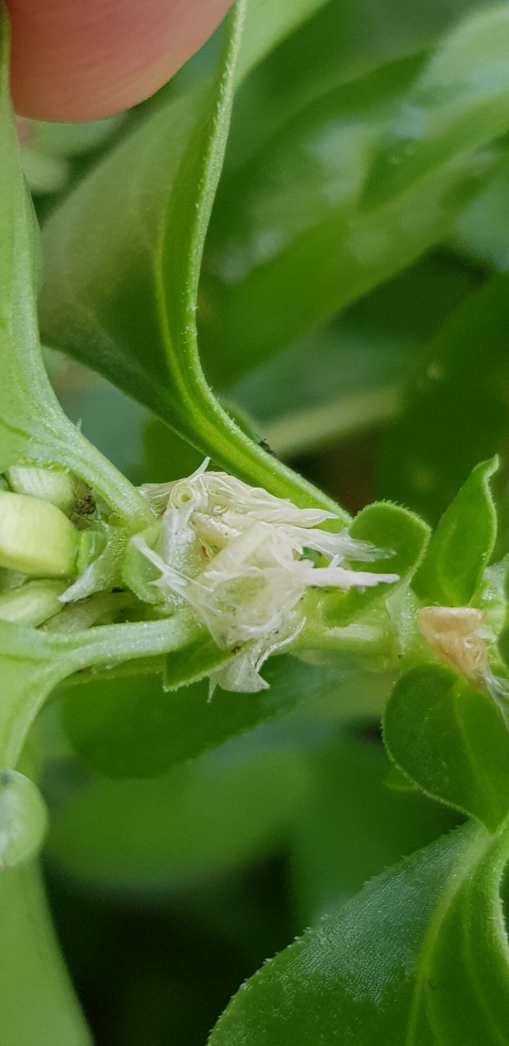 Image of Theligonum cynocrambe L.