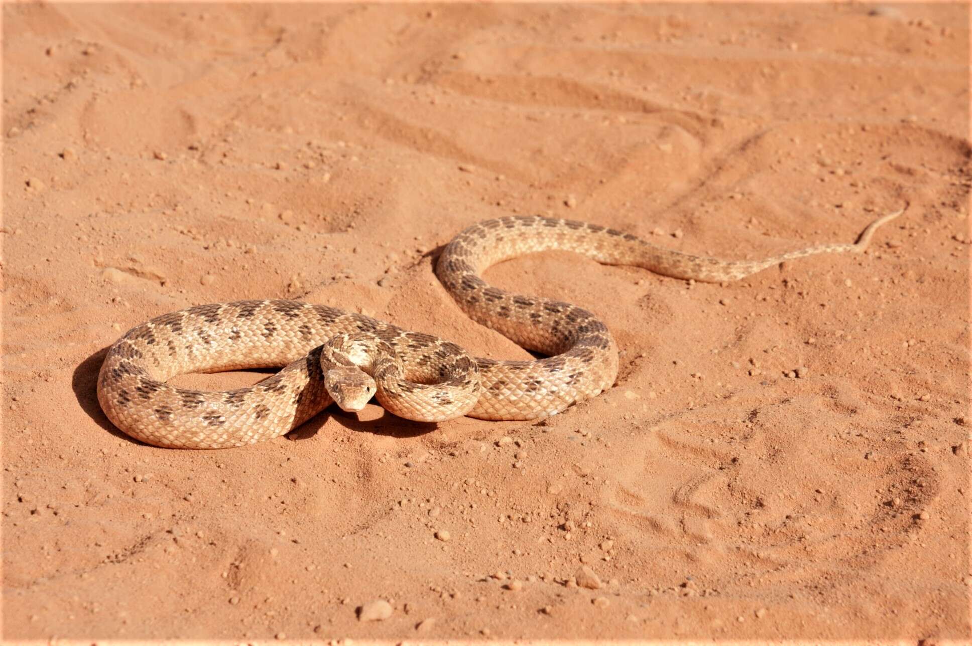 Image of Spalerosophis diadema cliffordii (Schlegel 1837)