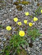 Image of Lapland poppy