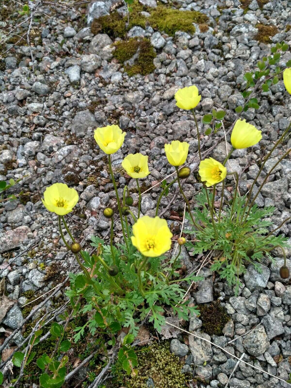 Image of Lapland poppy