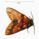 Image of Symphlebia perflua Walker 1869