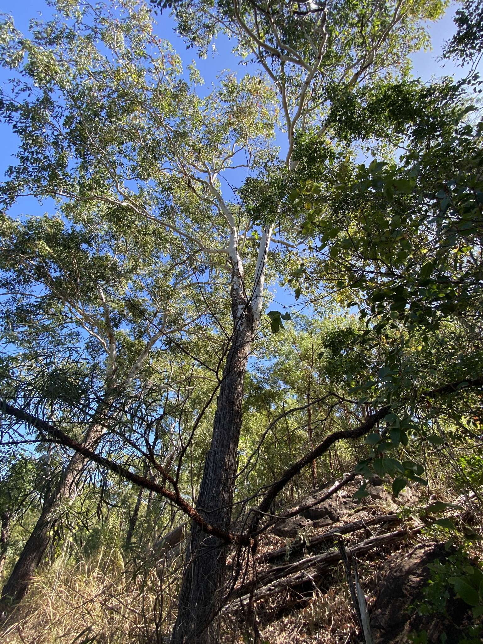 Image of Eucalyptus miniata A. Cunn. ex Schau.