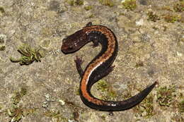 Image of Shenandoah Salamander