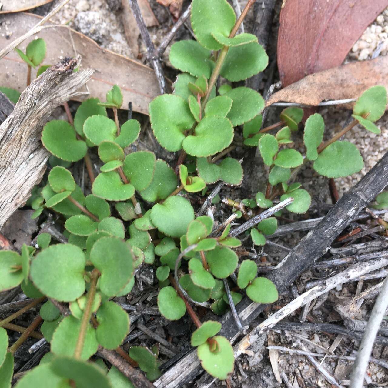 Image of Gonocarpus micranthus Thunb.