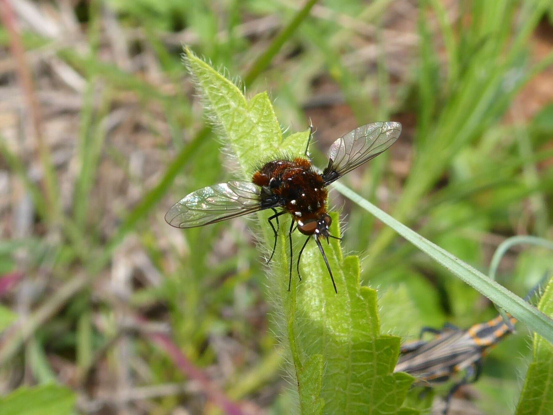 Image of Elegant Bee Fly
