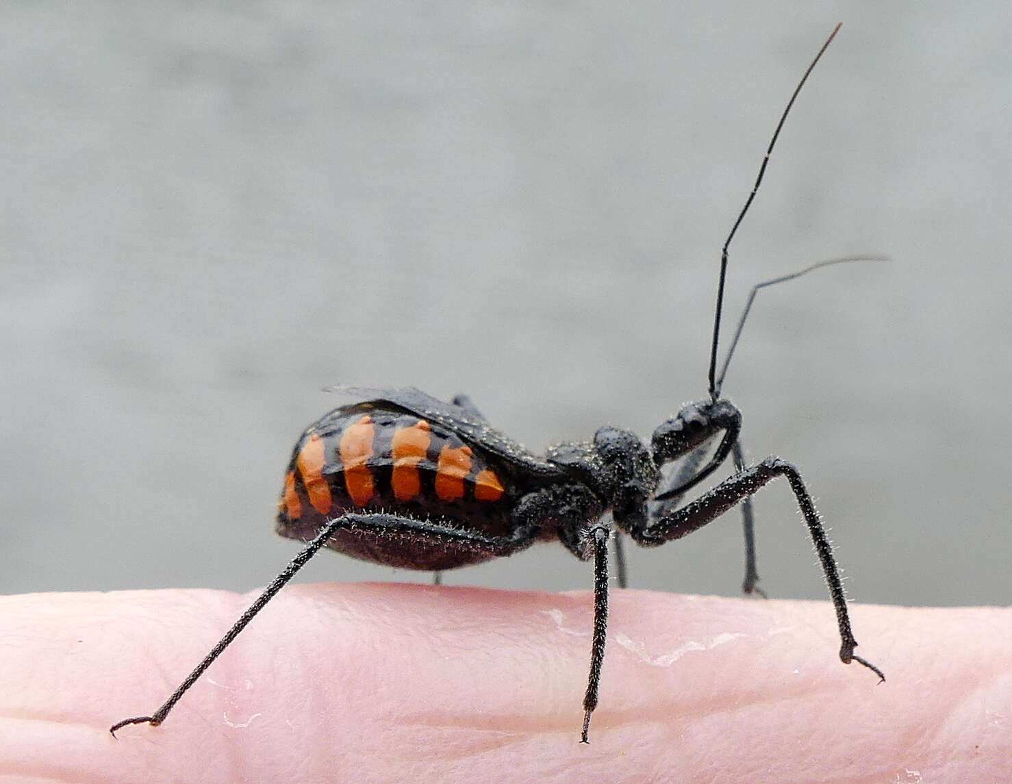 Plancia ëd Rhynocoris tristis (Stål 1855)