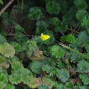 Image of Calceolaria lamiifolia Kunth