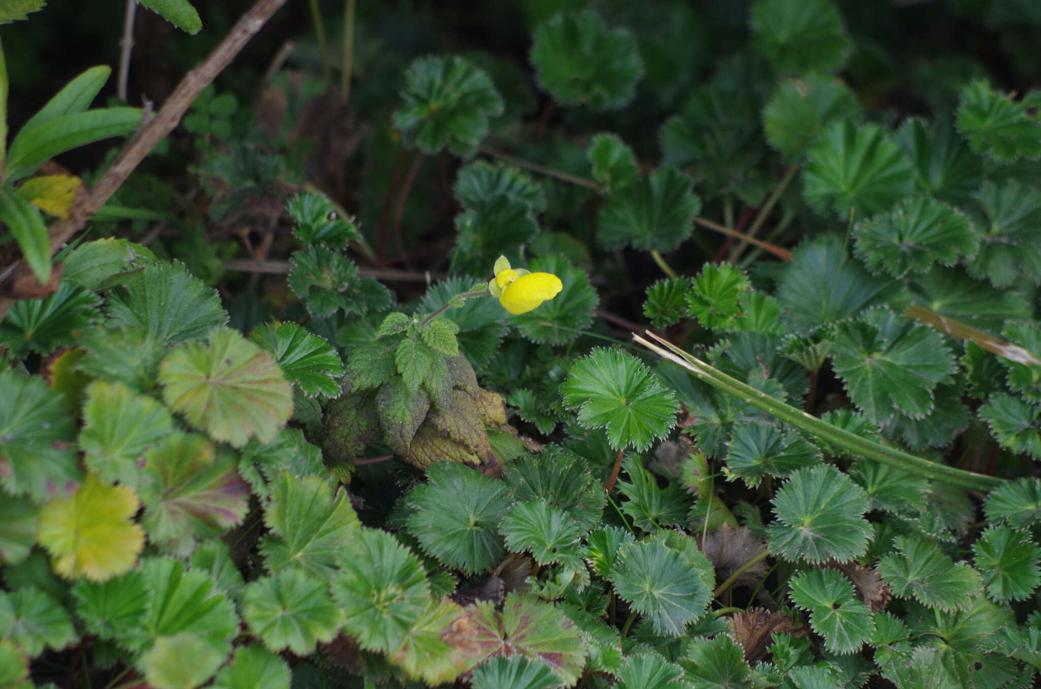 Image of Calceolaria lamiifolia Kunth