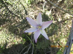 Gladiolus quadrangulus (D. Delaroche) Barnard resmi