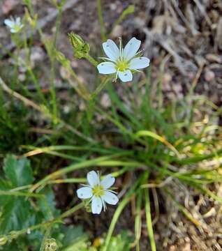 Image of Fendler's sandwort