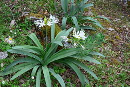 Imagem de Pancratium illyricum L.