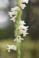 Spiranthes casei var. casei resmi