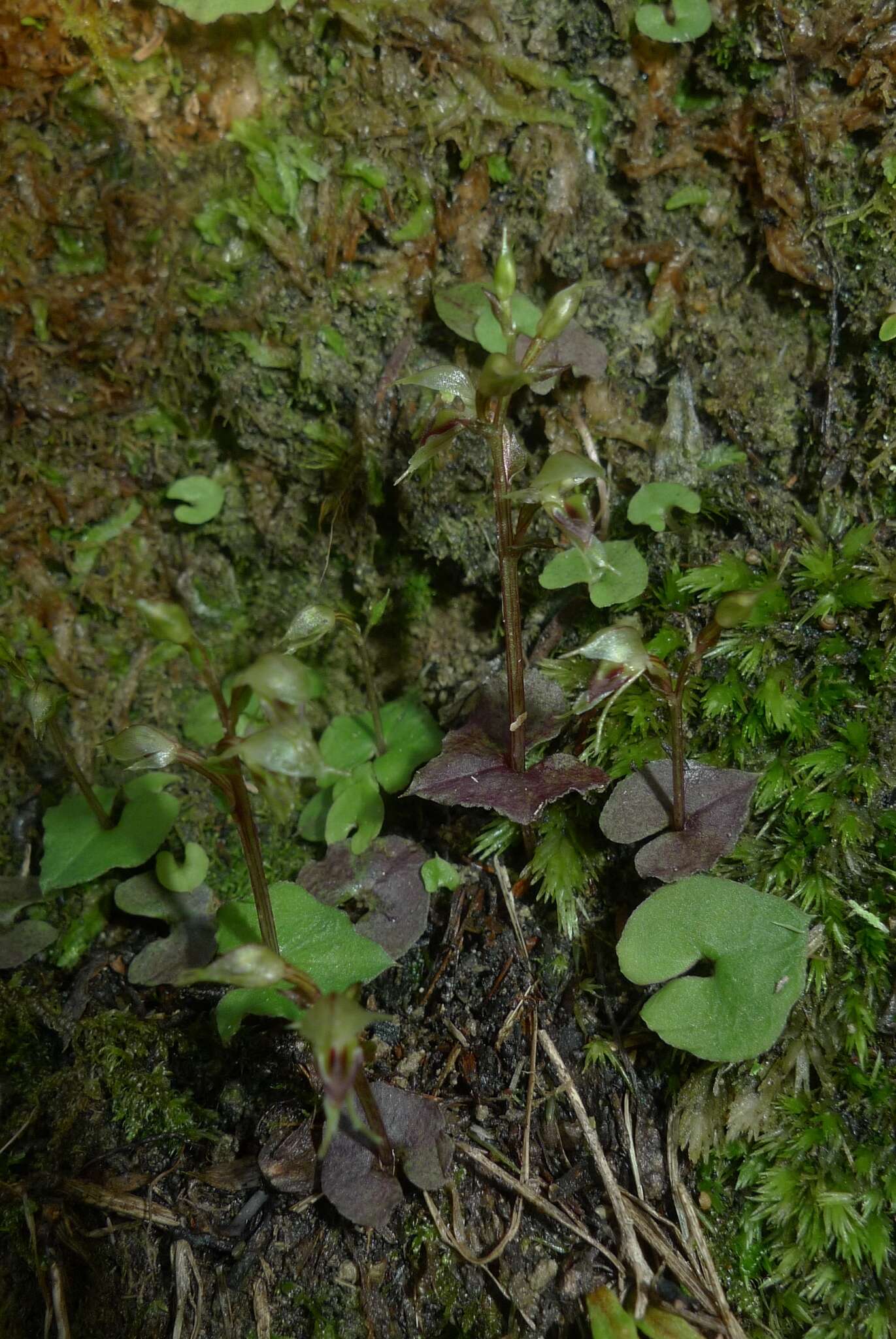 Acianthus sinclairii Hook. fil.的圖片