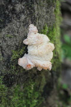 Image of Hericium cirrhatum (Pers.) Nikol. 1950