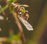 Image of Thudaca obliquella Walker 1864