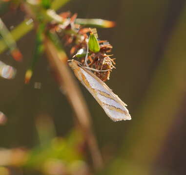 Image of Thudaca obliquella Walker 1864