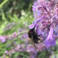 Image of short-haired bumblebee