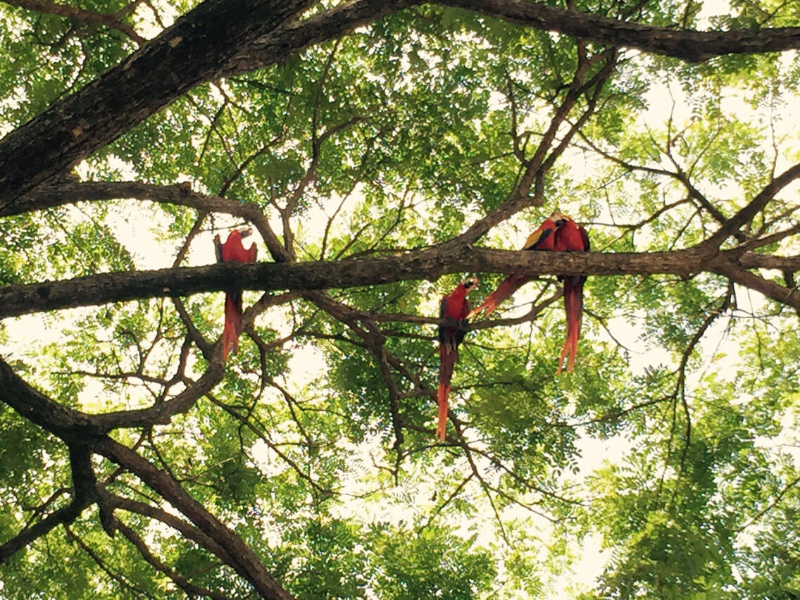 Image of Scarlet Macaw