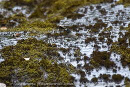 Image of Dubois's Seedeater