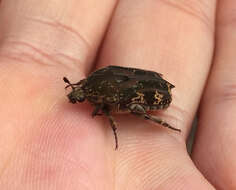 Image of Asian mango flower beetle