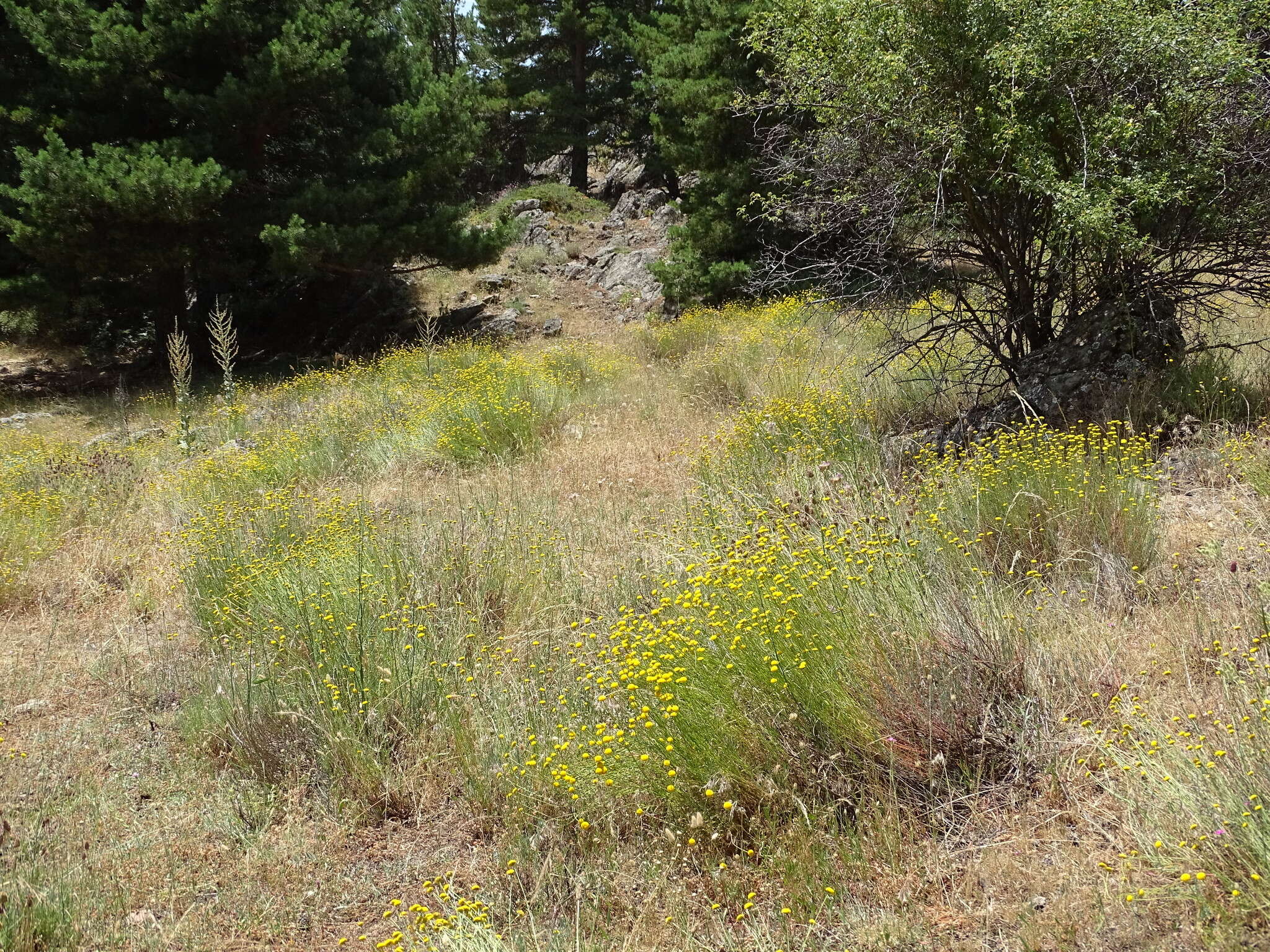 صورة Santolina rosmarinifolia L.