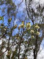 صورة Pimelea ligustrina Labill.