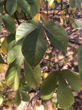 Image of Red physic nut