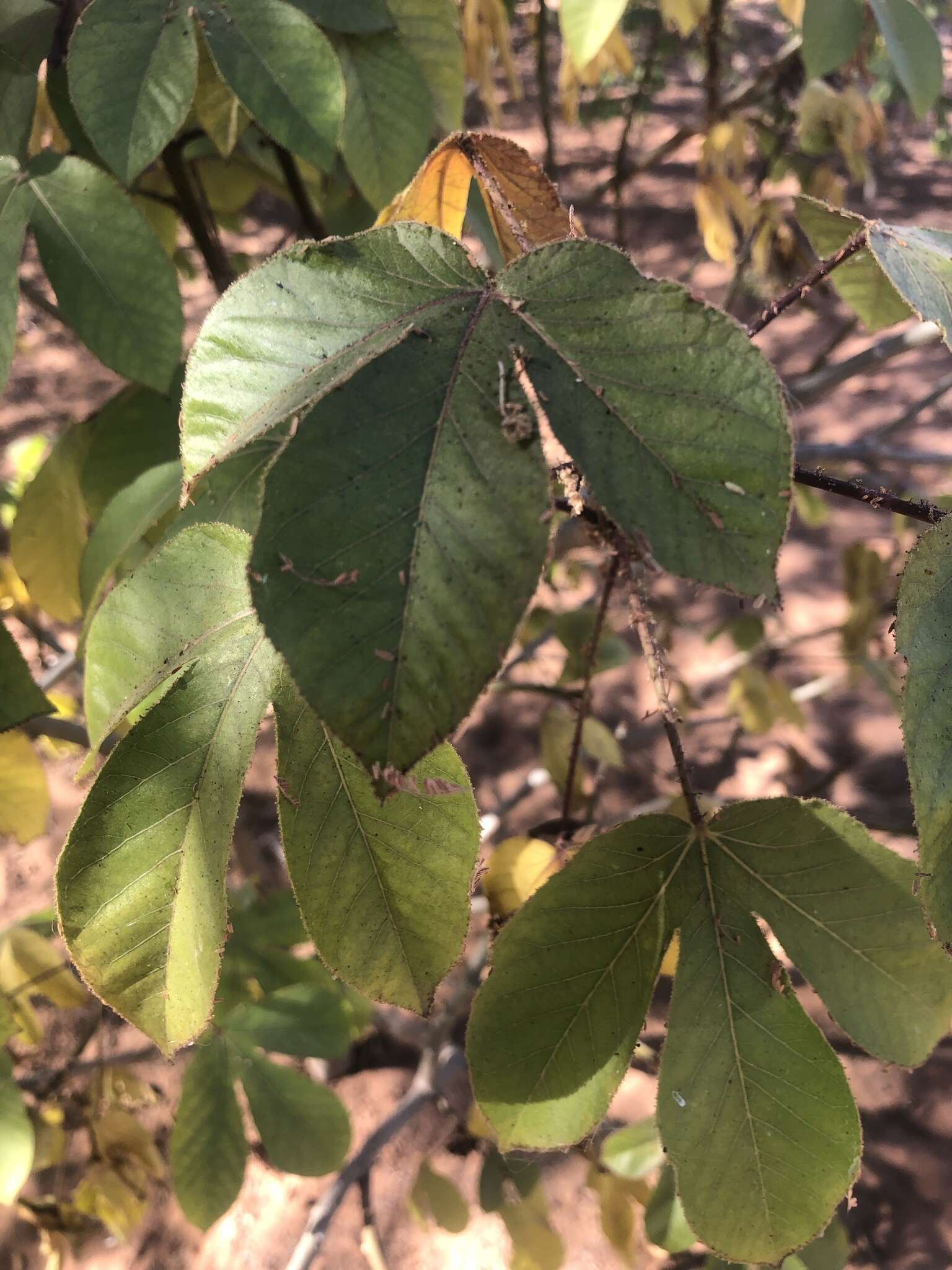 Imagem de Jatropha gossypiifolia var. gossypiifolia