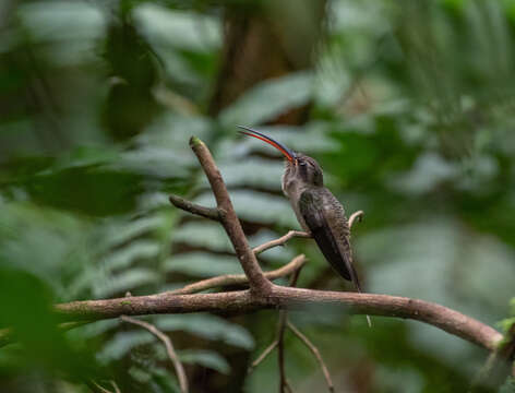 Image of Great-billed Hermit