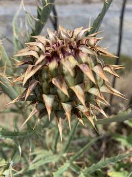 Слика од Cynara cardunculus subsp. flavescens A. Wiklund