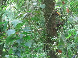 Image of Streaked Spiderhunter