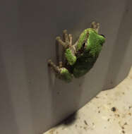 Image of Gray Treefrog