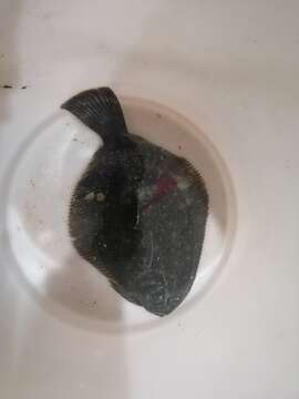 Image of Black Flounder