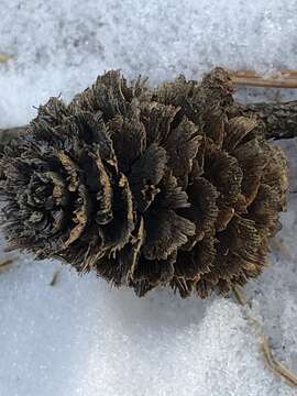 Image of Japanese Larch