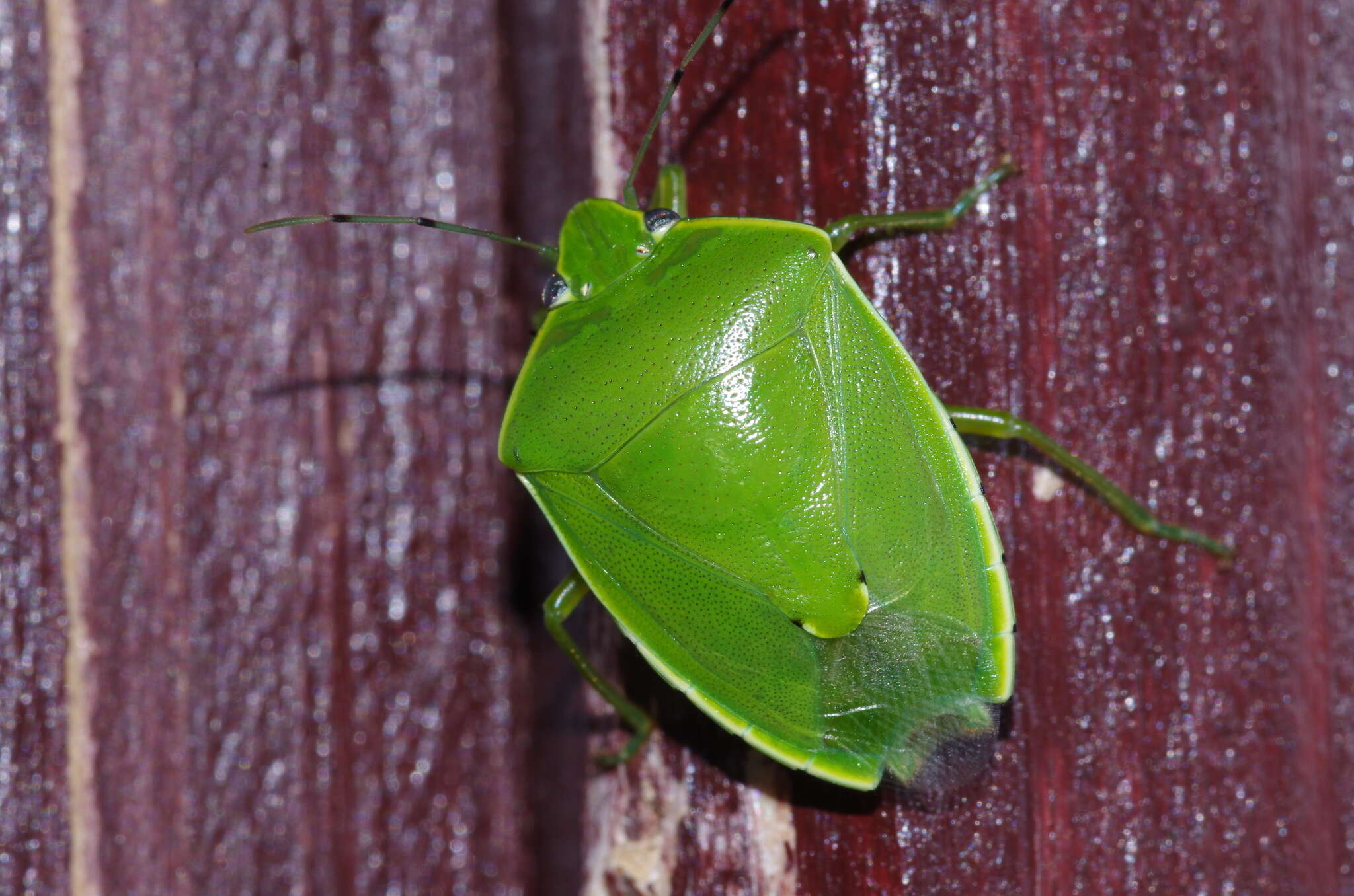 <i>Glaucias subpunctatus</i>的圖片