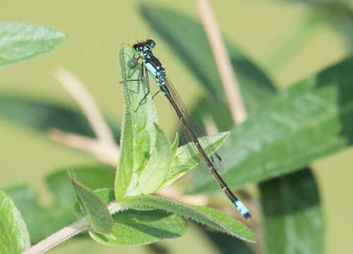 Image of Plains Forktail